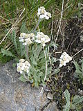 Achillea nana02.jpg