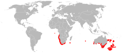 Cyttidae
