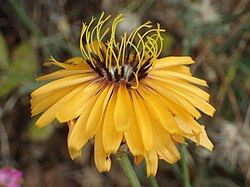 Hymenonema laconicum