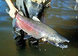 Oncorhynchus tshawytscha