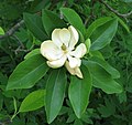 Magnolia virginiana