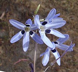 Conanthera campanulata