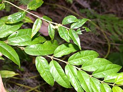 Coptosapelta diffusa