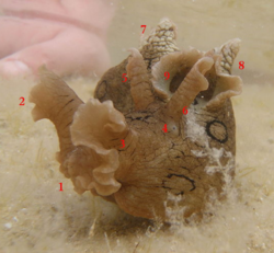 Aplysia dactylomela, ili Crnokrugi zekan dobio je ime po crnim krugovima. U en. jeziku nazivan je sličnim nazivom spotted sea hare