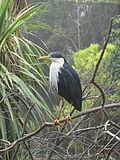 Ardea picata