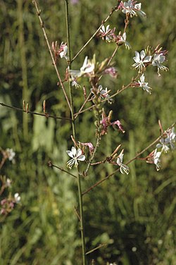 Oenothera gaura (sin. Gaura biennis)