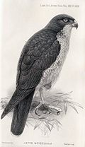 slika 9. Accipiter meyerianus