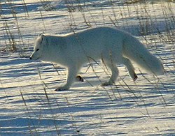 Arktička lisica (Vulpes lagopus)