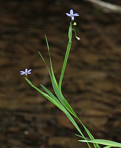 Sisyrinchium angustifolium