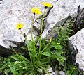 Taraxacum alpinum