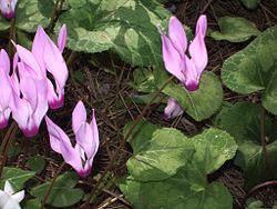Cyclamen persicum narasla u divljini