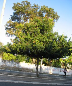 Cenostigma macrophyllum