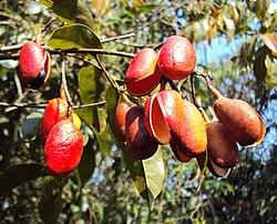 Connarus paniculatus