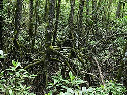 Mangrove