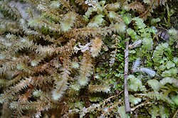 Ptychomnion aciculare