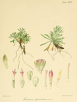 Abrotanella spathulata