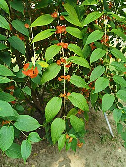 H. sanguinea, Botanički vrt Nacionalnog muzeja prirodnih znanosti, Taichung, Tajvan.