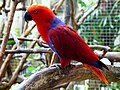 slika 1b. Eclectus roratus (ženka)