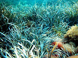 Posidonia Oceanica