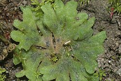 Riccia glauca