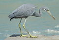 Egretta gularis