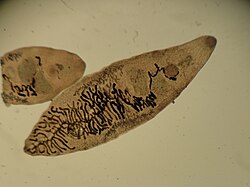 Dicrocoelium dendriticum,