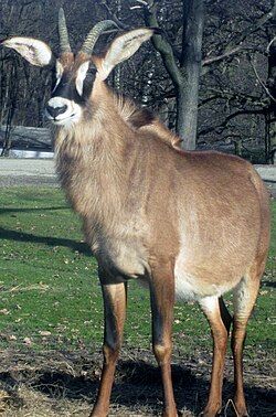 Konjska antilopa, Pombia Safari Park, Italija