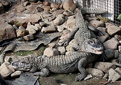 Kineski aligator (Alligator sinensis)