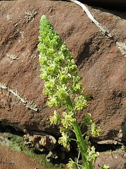 Reseda lutea