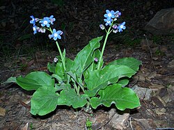 A. grande, sin. Cynoglossum grande