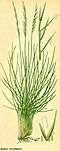 N. stricta