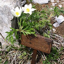 Gorska sasa na Zavižanu