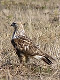 slika 4. Buteo lagopus