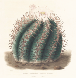 Echinocactus horizonthalonius