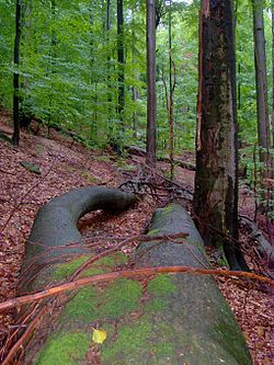Rožok, Nacionalni park Poloniny (Slovačka)
