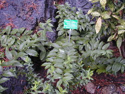 Pereskia aculeata