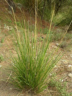 Ampelodesmos mauritanica