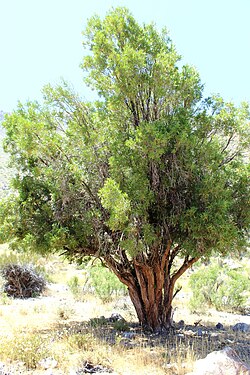 Kageneckia lanceolata