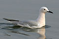 Larus genei ili Chroicocephalus genei