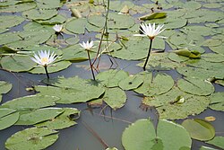 Nymphaea micrantha