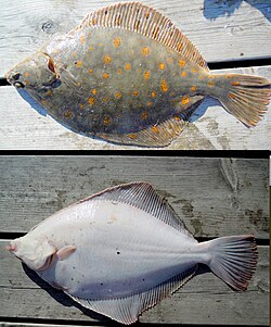 Pleuronectes platessa