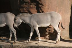 Somalijski divlji magarac, Equus asinus somalicus