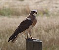 slika 8. Buteo swainsoni,