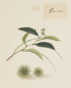 C. crenata