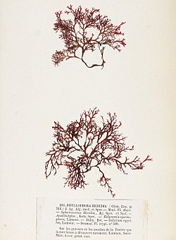 Phyllophora heredia