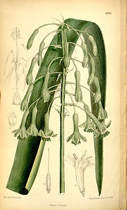 Pseudogaltonia clavata