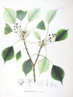 Trochodendron aralioides