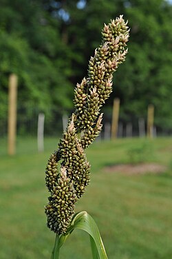 Echinochloa crus-galli, japansko proso