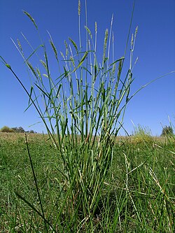 Echinochloa inundata