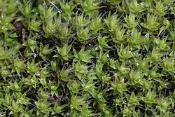 Grimmia laevigata
